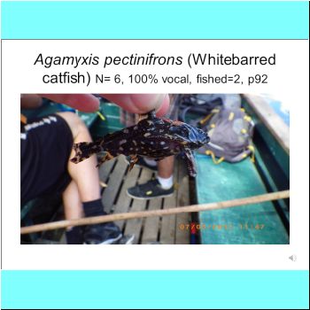 Agamyxis pectinifrons.png